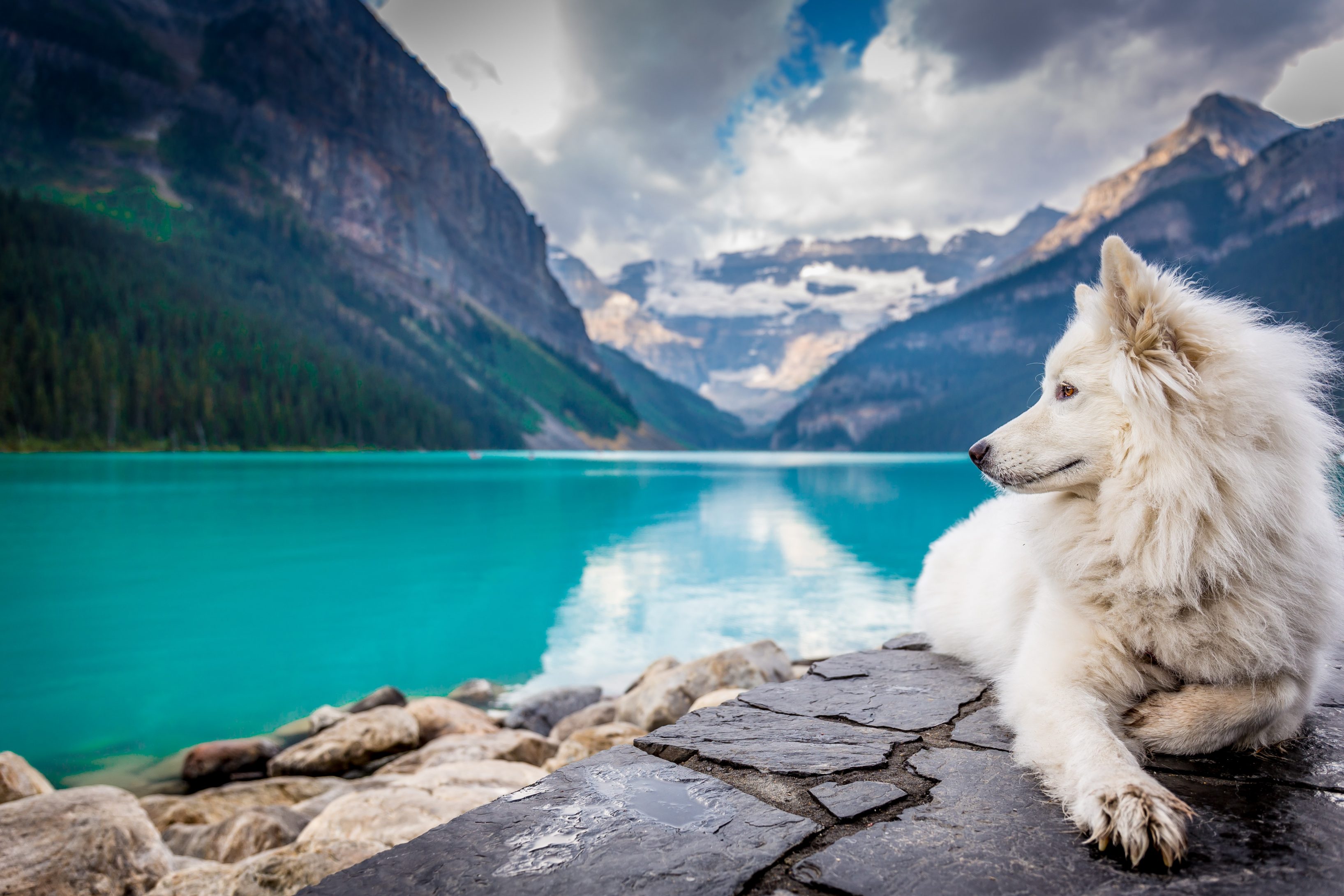 Dog looking at water